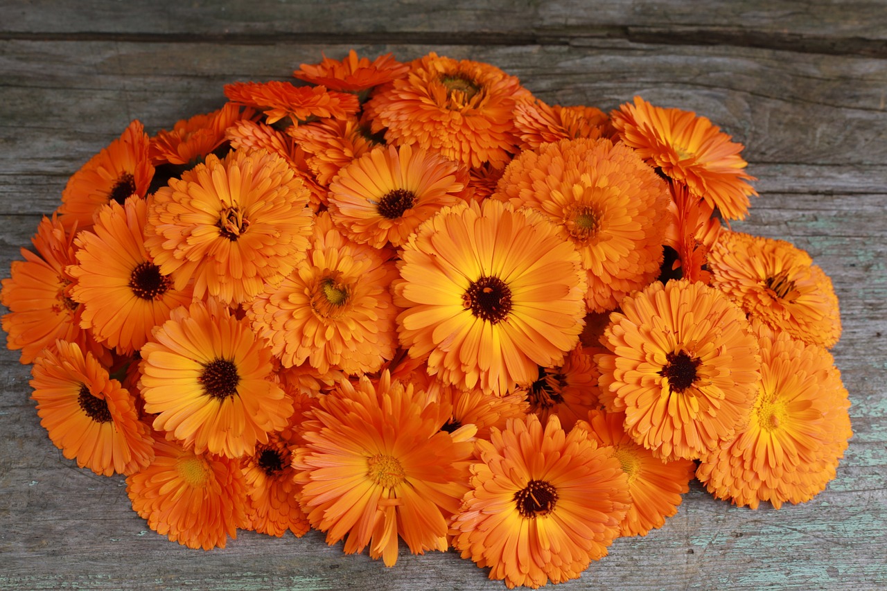 marigolds spring lutein free photo