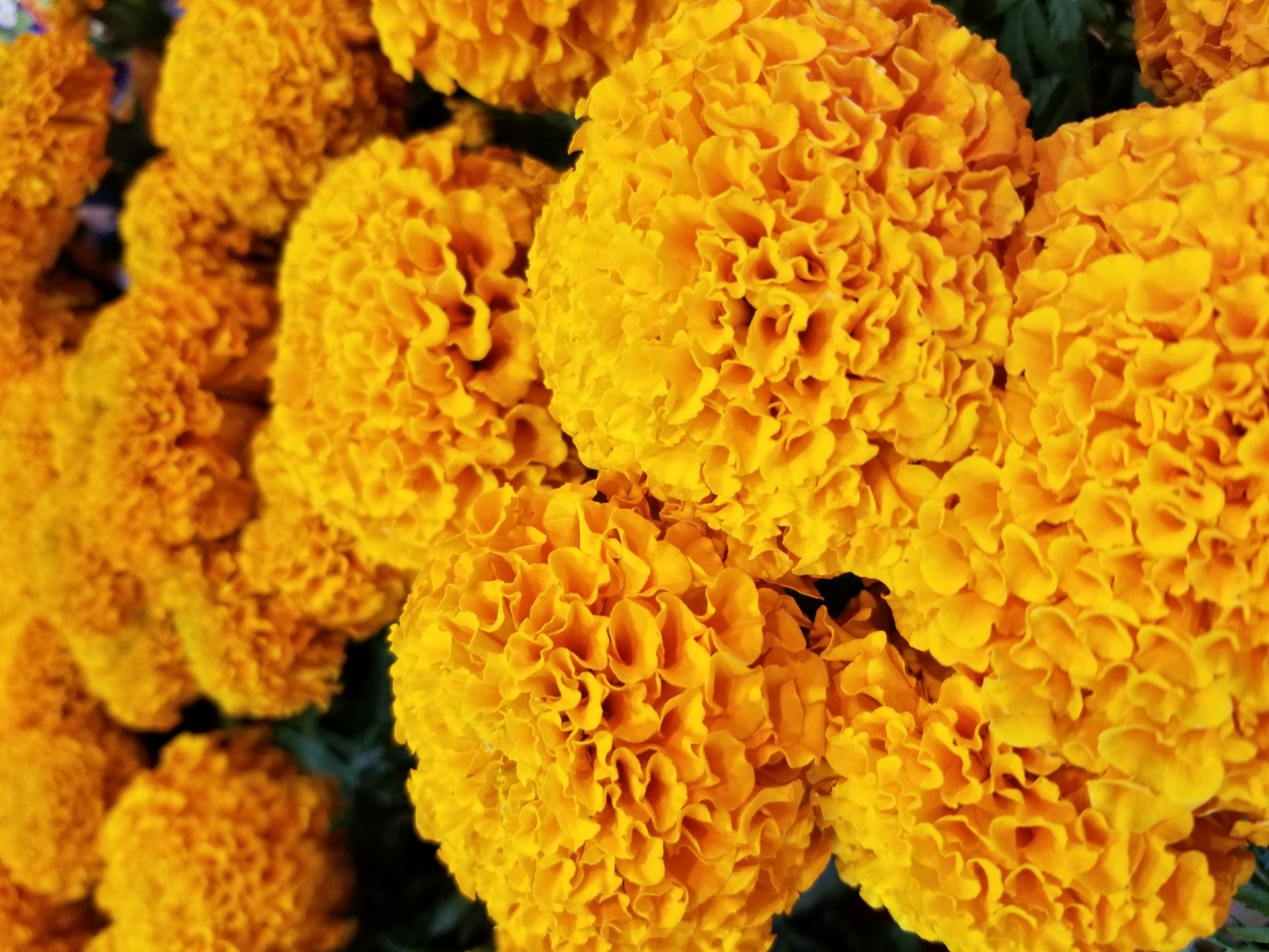 marigold marigolds flower free photo