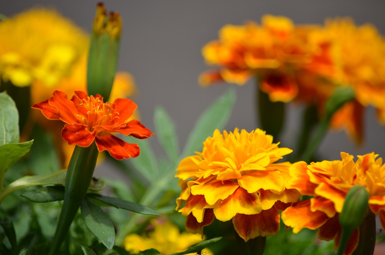 marigolds flowers annuals free photo