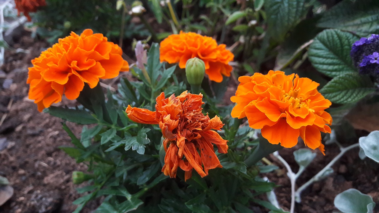 marigolds orange plant free photo