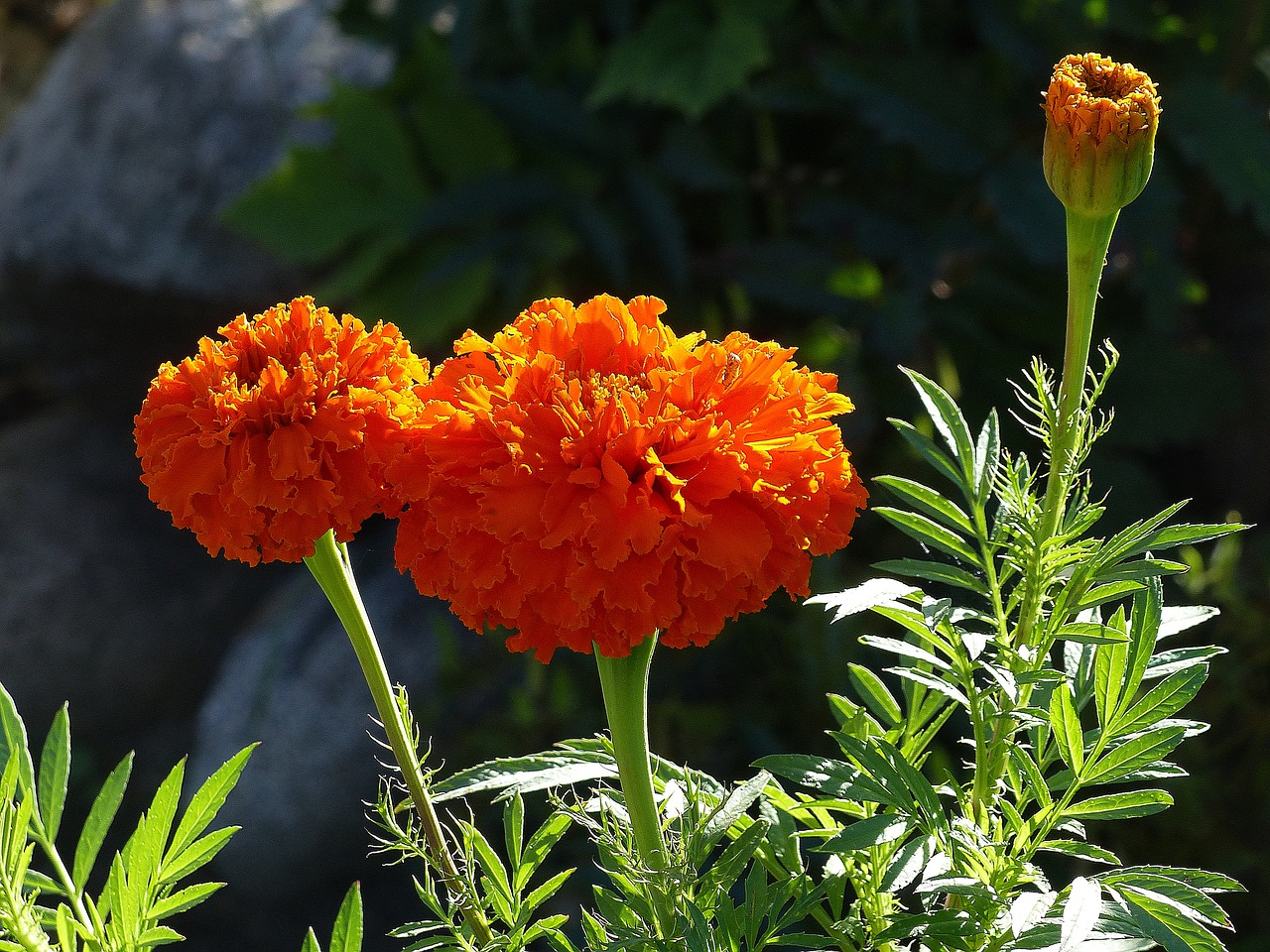 marigolds  flower  orange free photo
