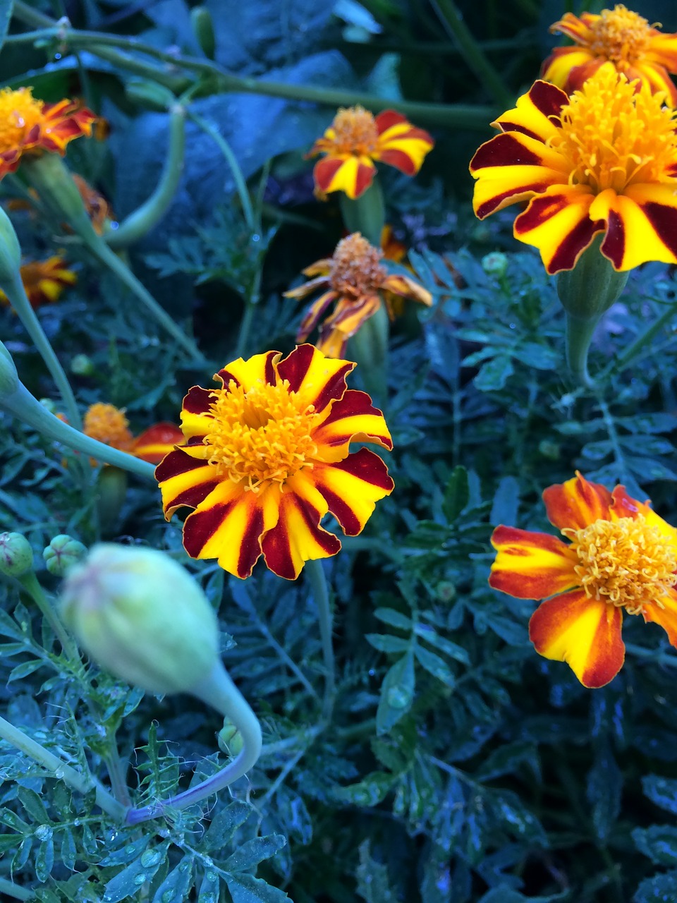 marigolds  garden  flowers free photo