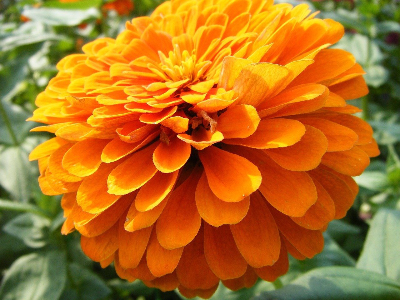 marigolds flowers orange free photo