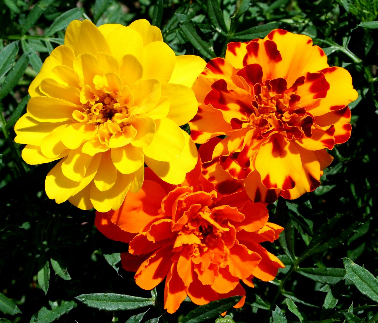 marigolds flowers yellow free photo