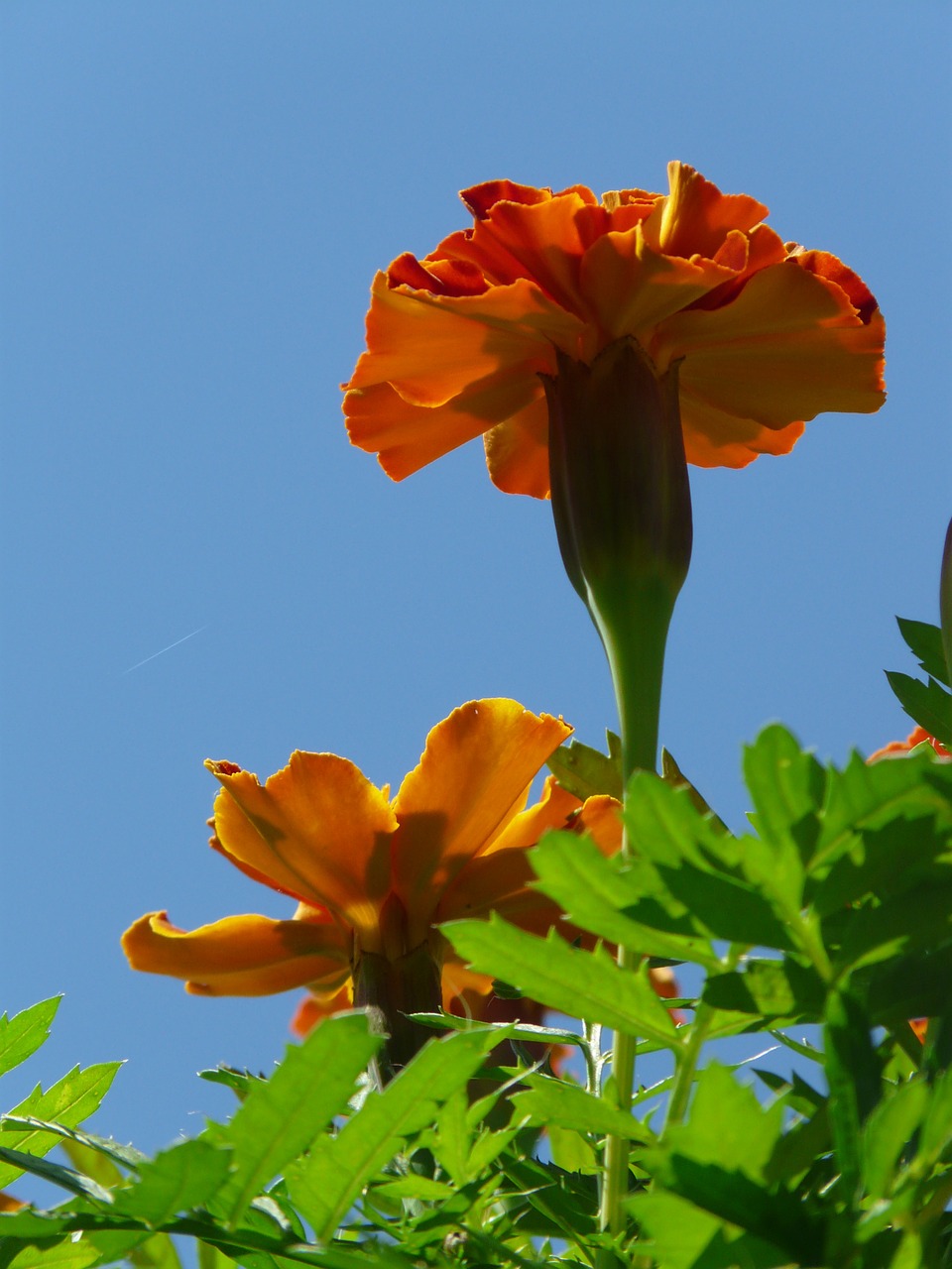 marigolds marigold turkish carnation free photo