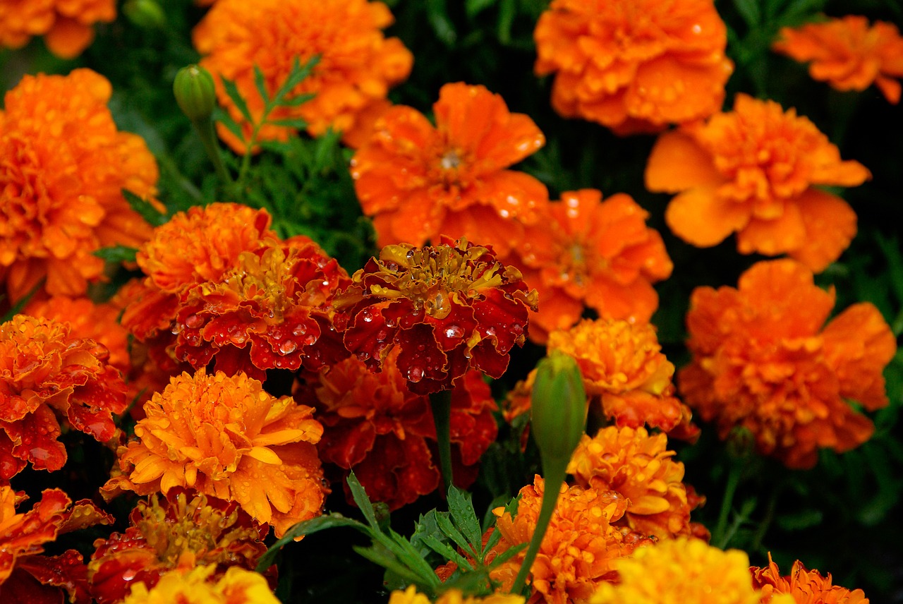 marigolds flowers bouquet free photo