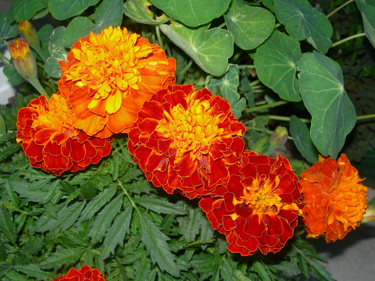 marigolds orange red flowers nasturtium leaves free photo