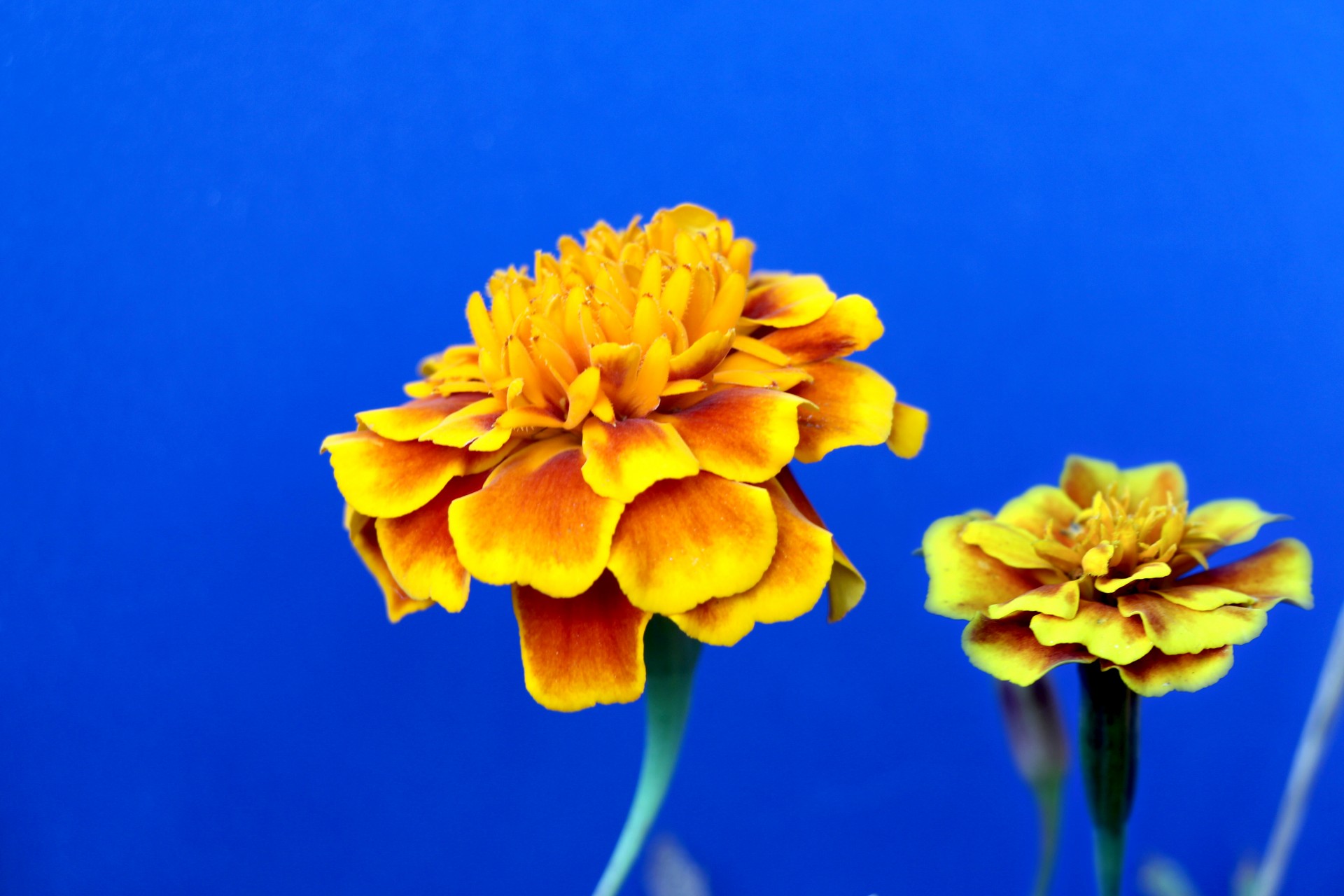 marigolds flowers blooms free photo