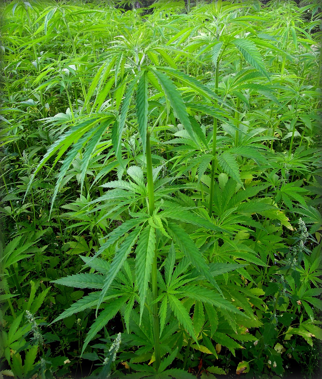 marijuana hemp cannabis free photo