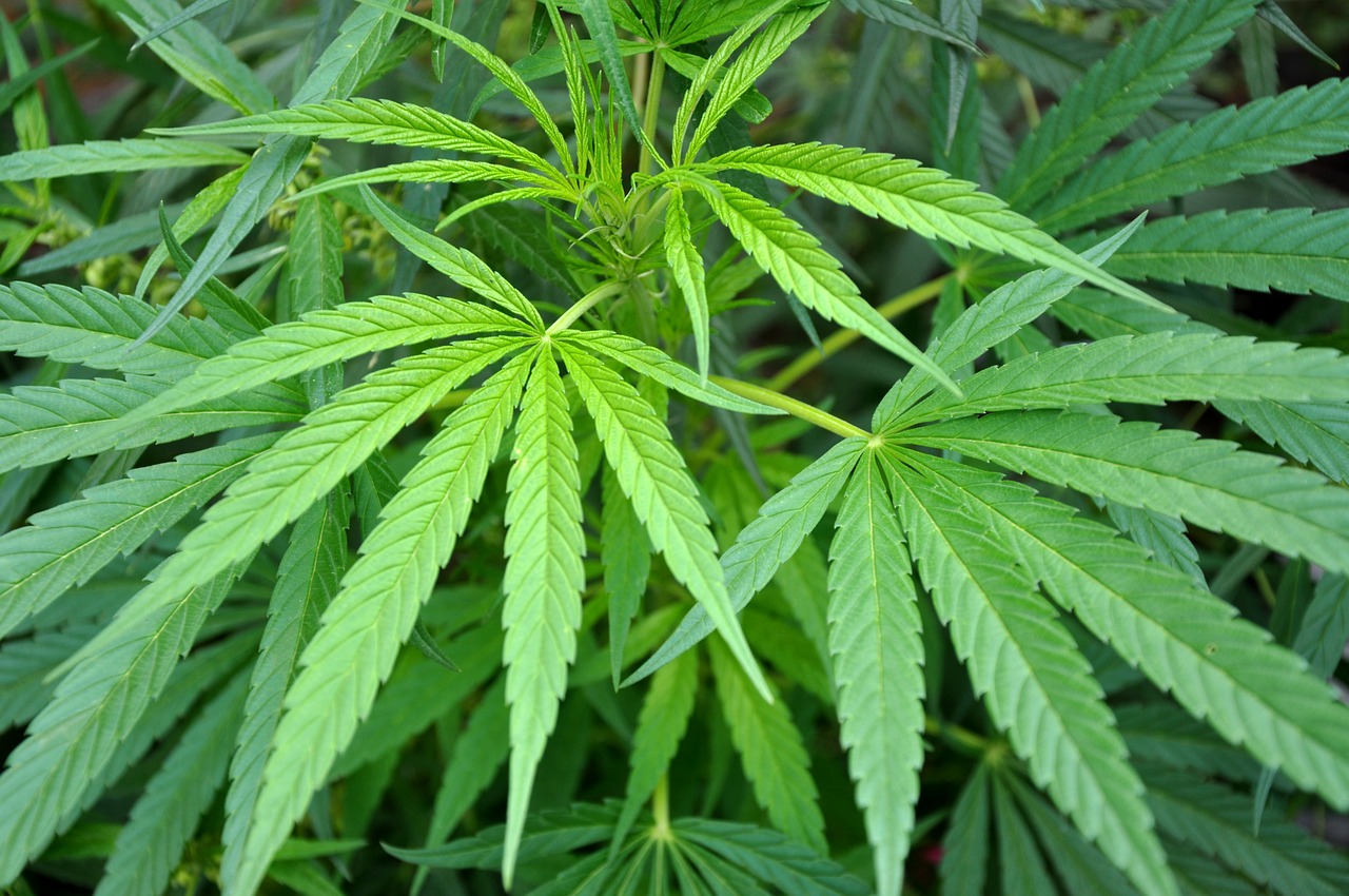 marijuana  hashish  leaf free photo
