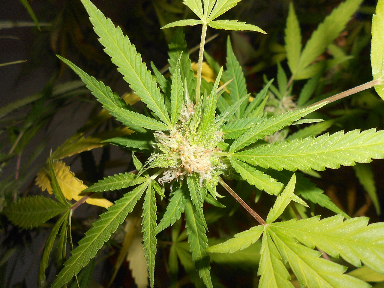 marijuana weed plant free photo