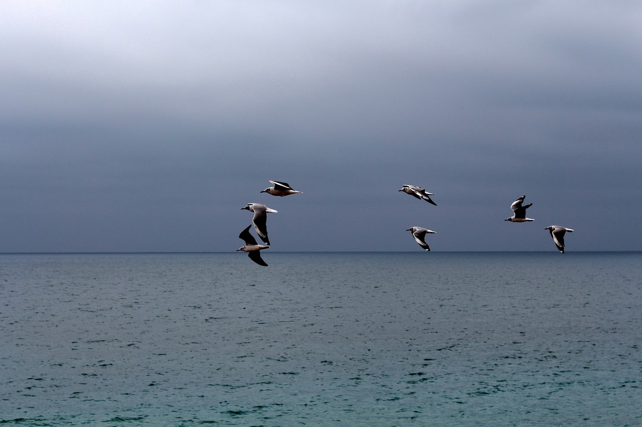 marina seagulls flight free photo