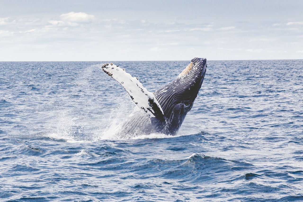 humpback whale marine free photo