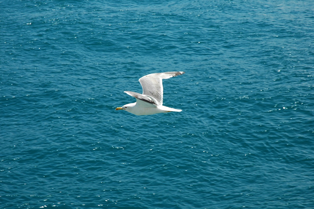 marine seagull fly free photo