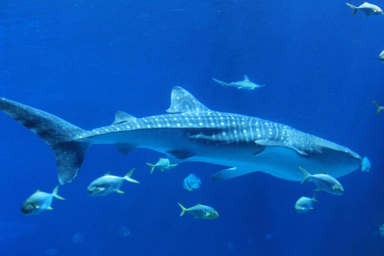 marine shark blue free photo