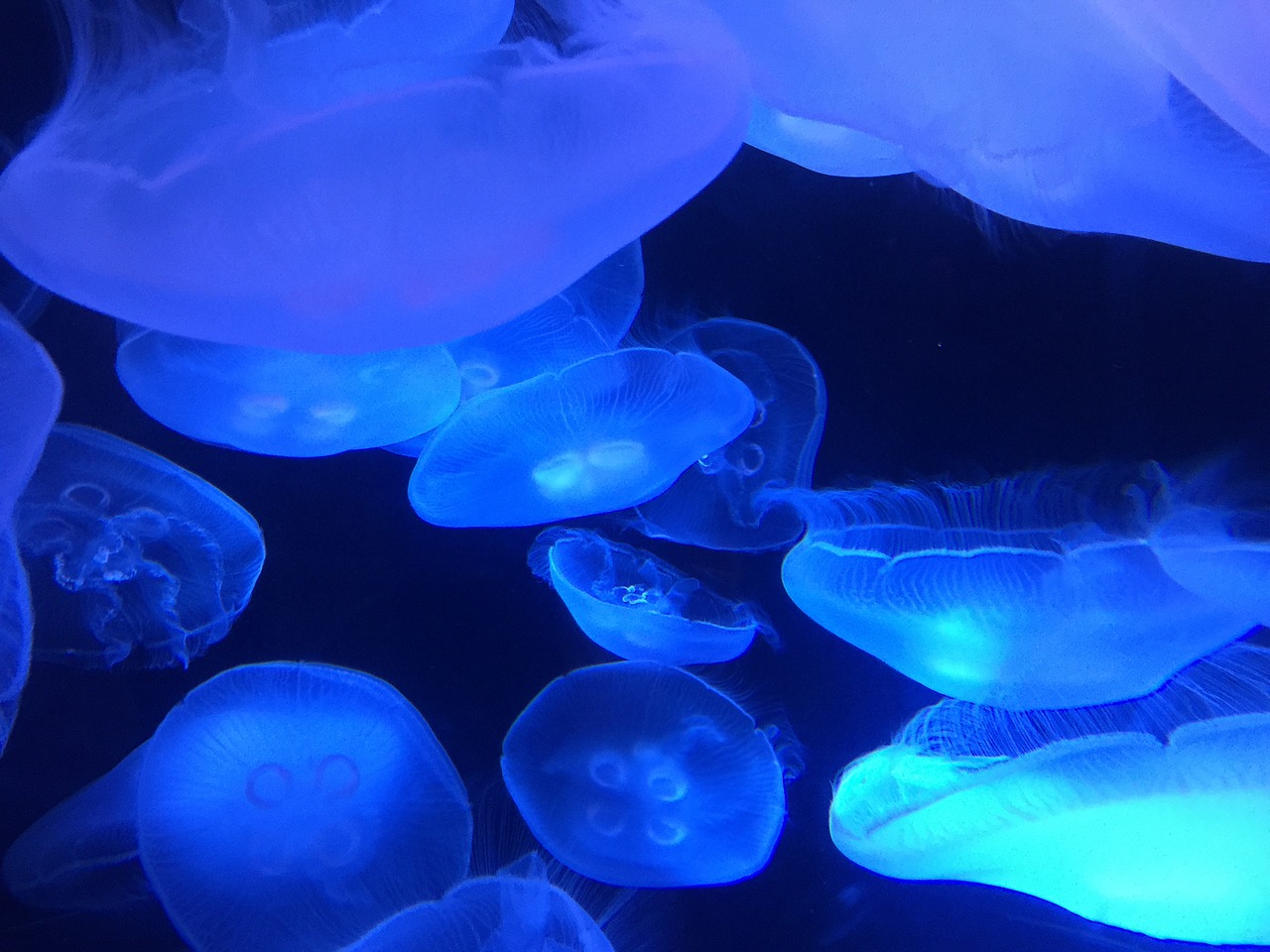 marine ocean jellyfish free photo