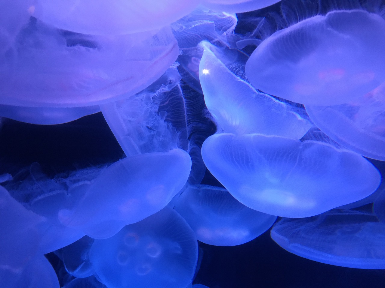 marine ocean jellyfish free photo