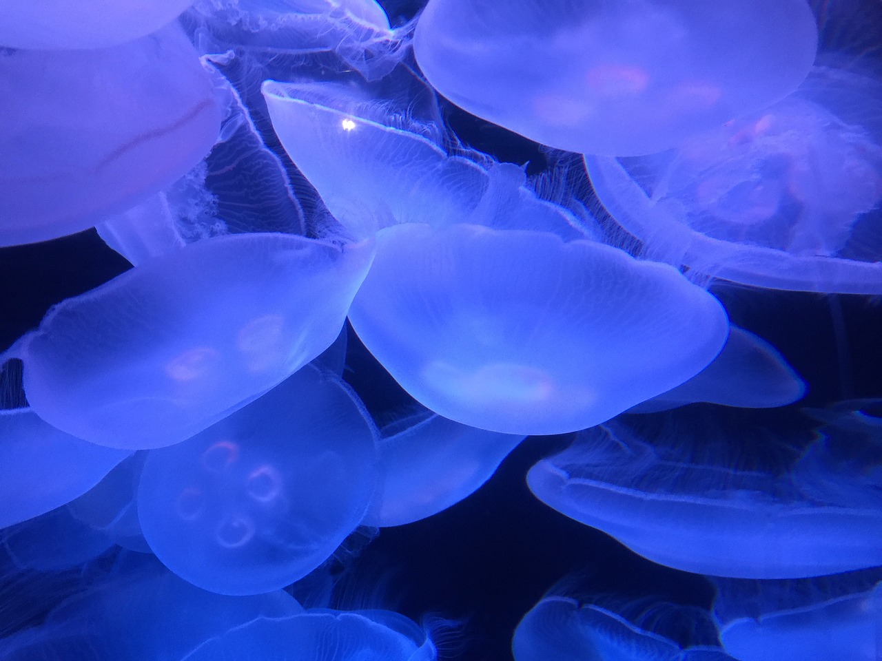 marine ocean jellyfish free photo