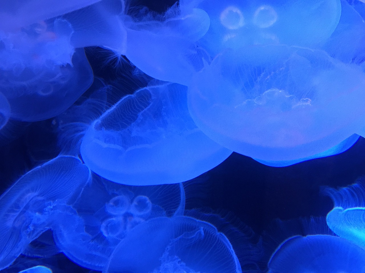 marine ocean jellyfish free photo
