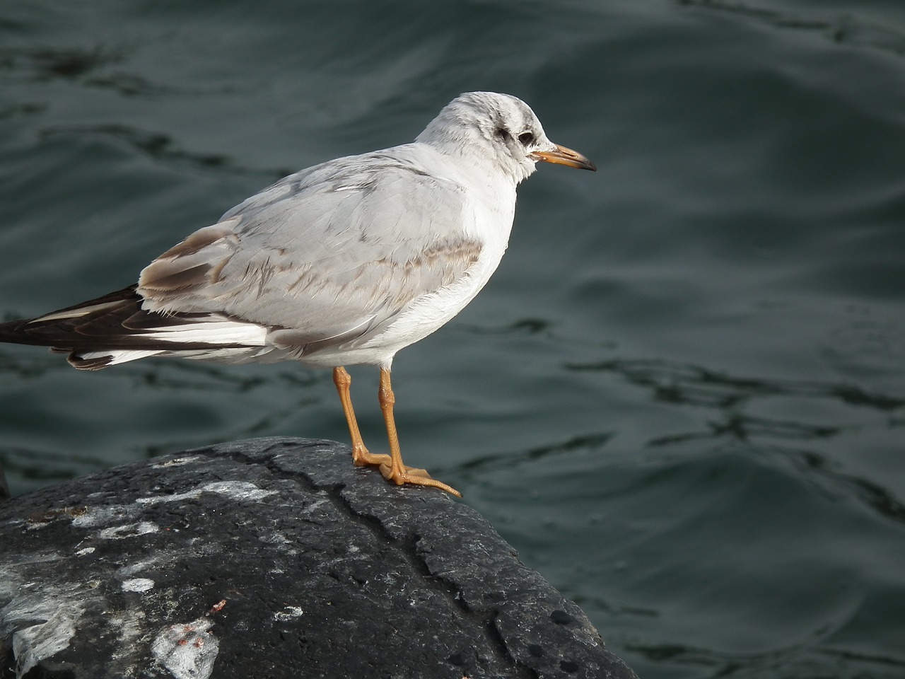 marine bird seagull free photo