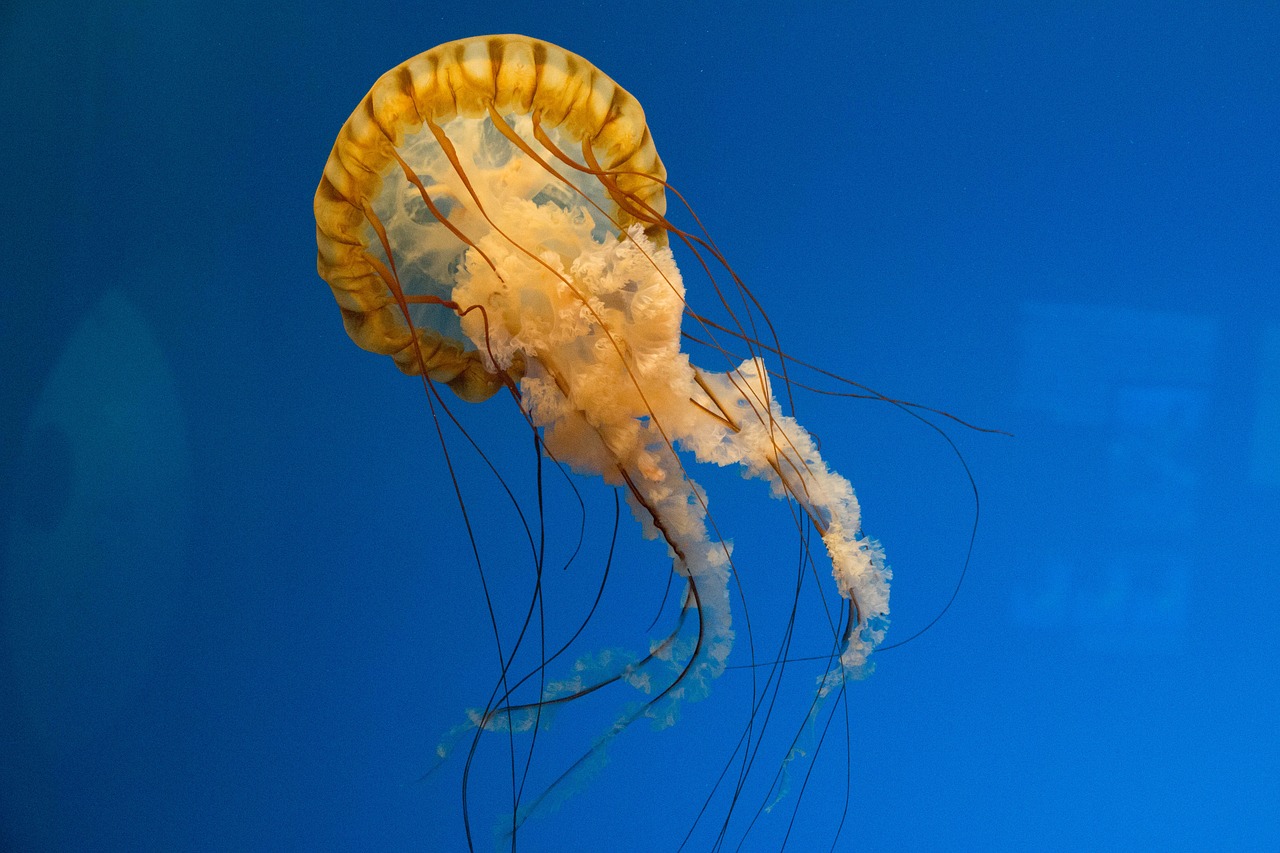 marine jellyfish ocean free photo