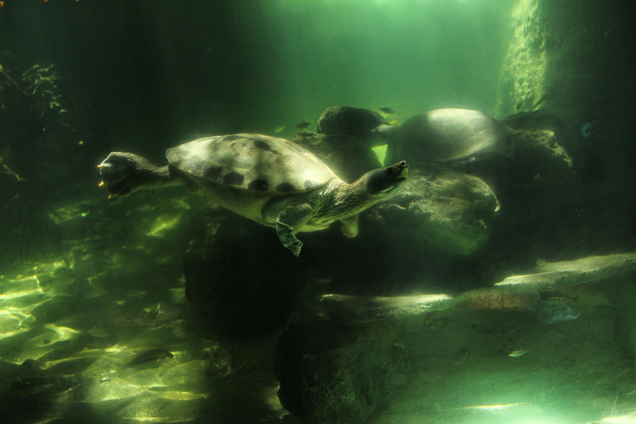 marine turtles is free photo