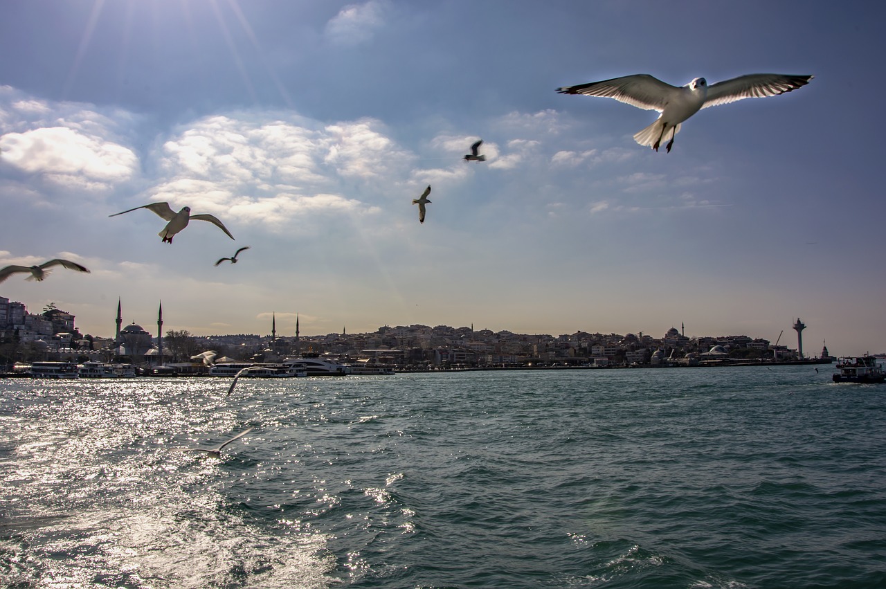 marine  seagull  istanbul free photo