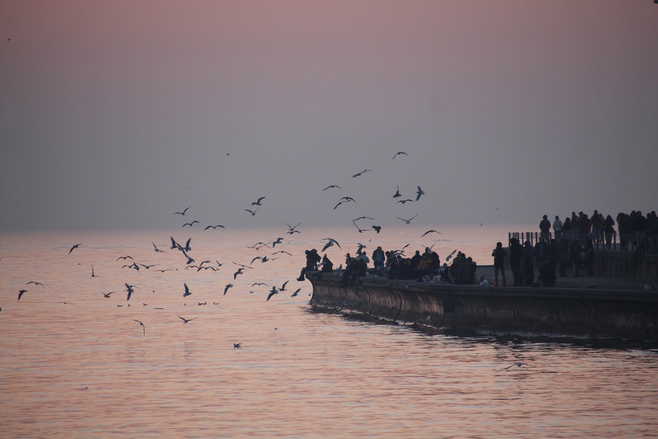 marine seagull gates free photo