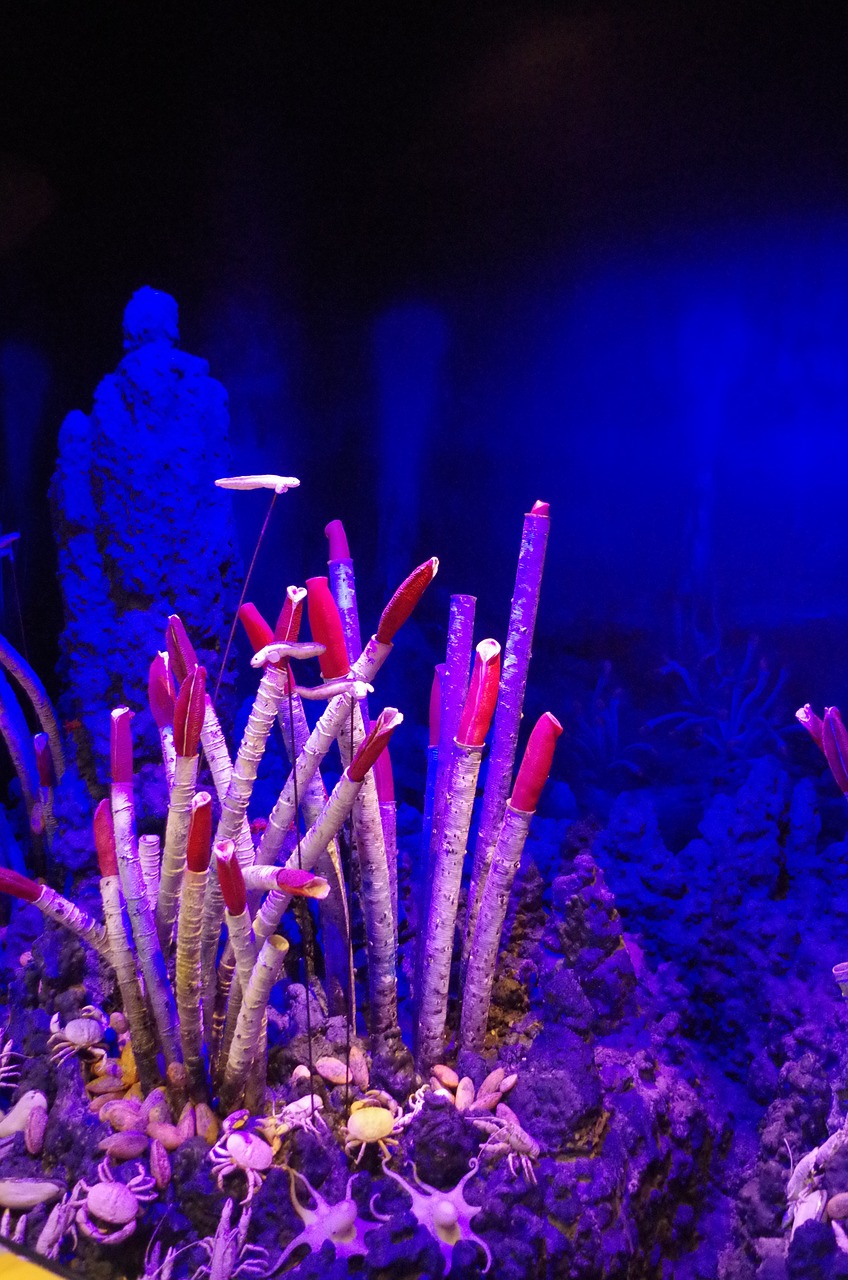 marine coral landscaping free photo