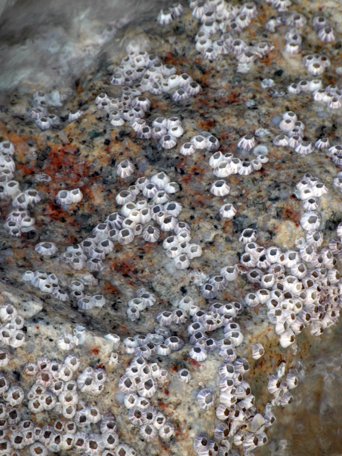 barnacles barnacle clinging free photo