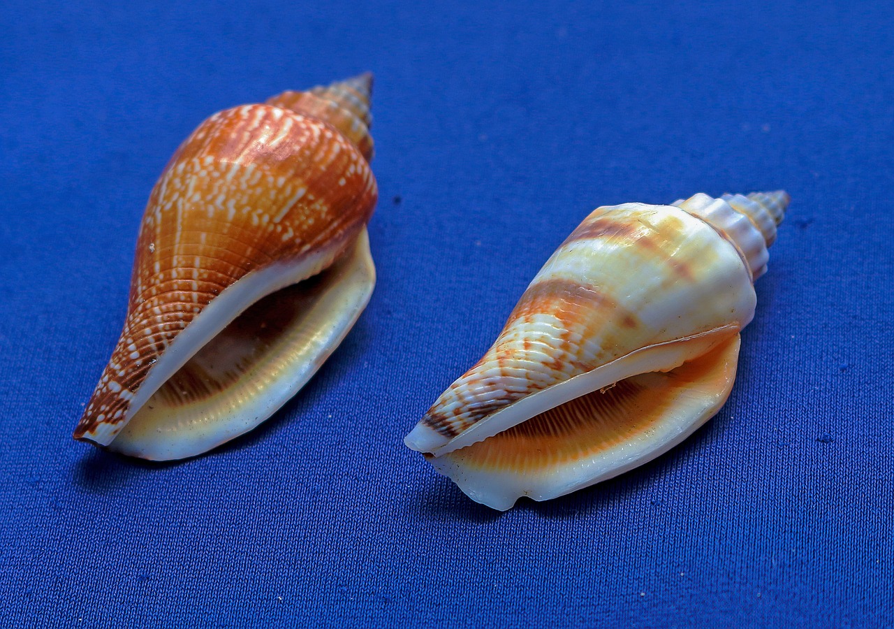 marine conches shells molluscum free photo