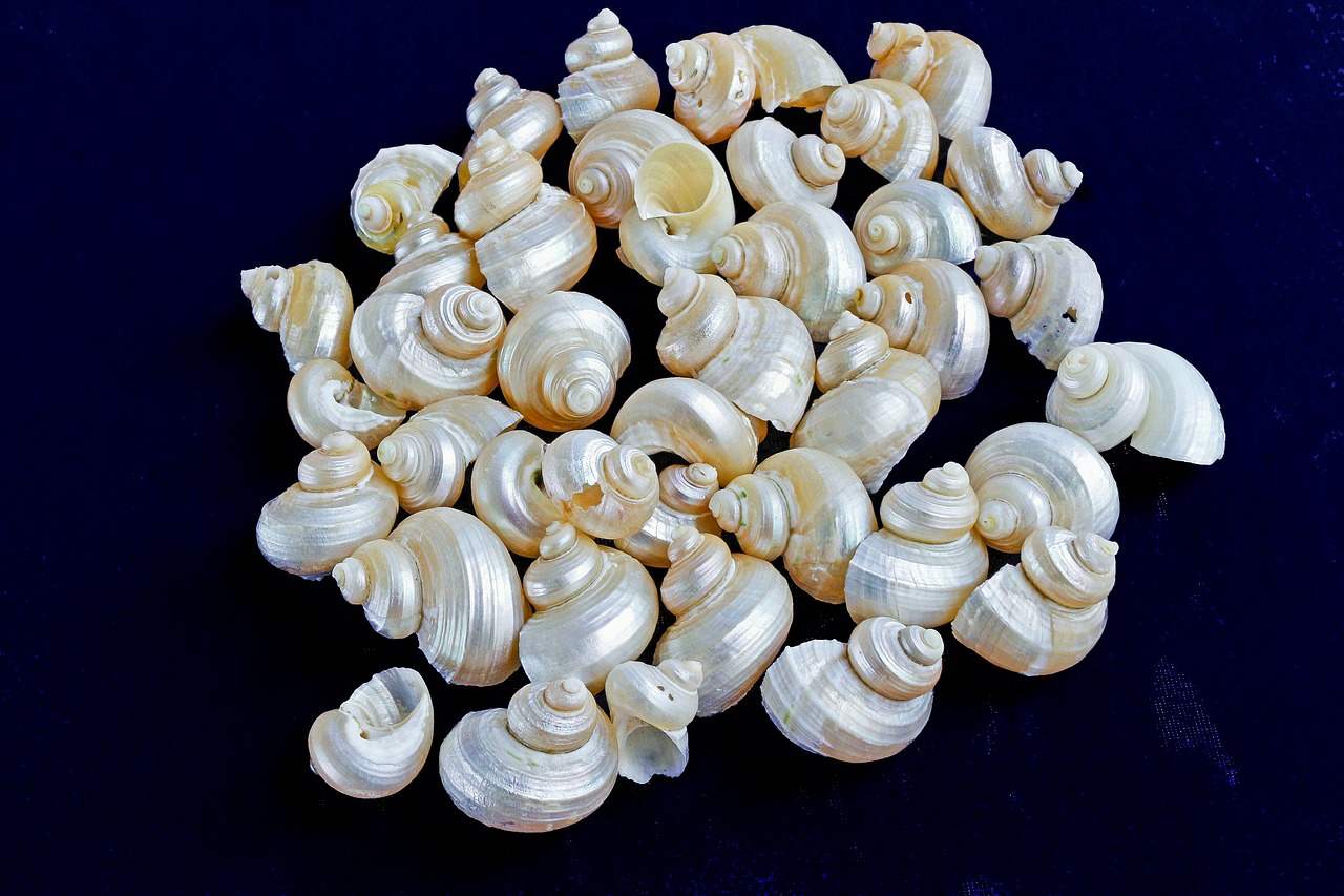 marine conches mother of pearl polished free photo
