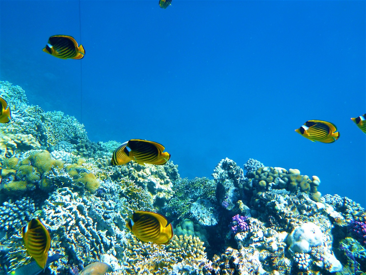 marine fish rocks sea free photo