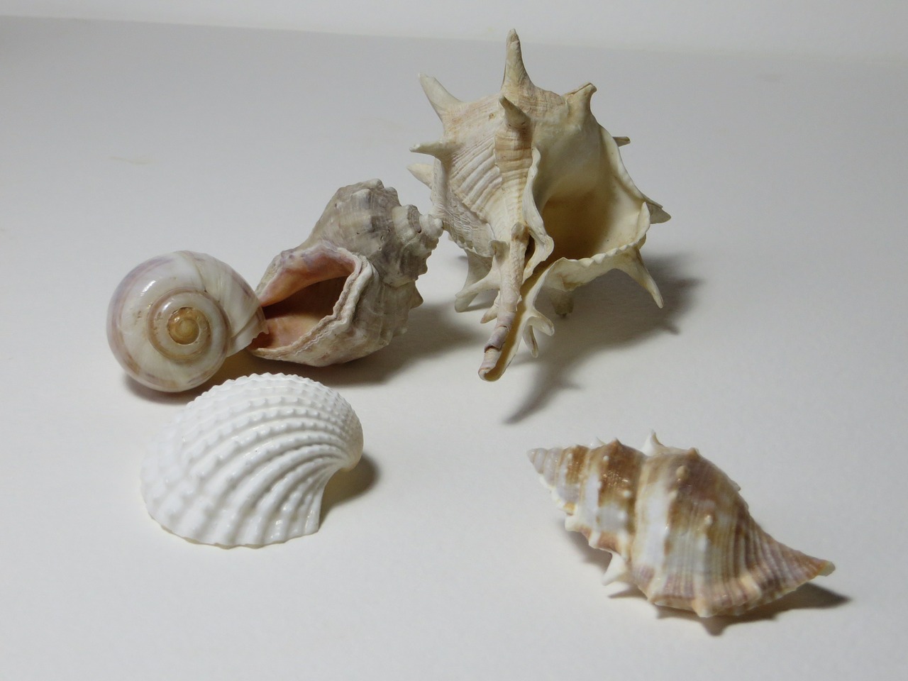 marine gastropods housing mussels free photo