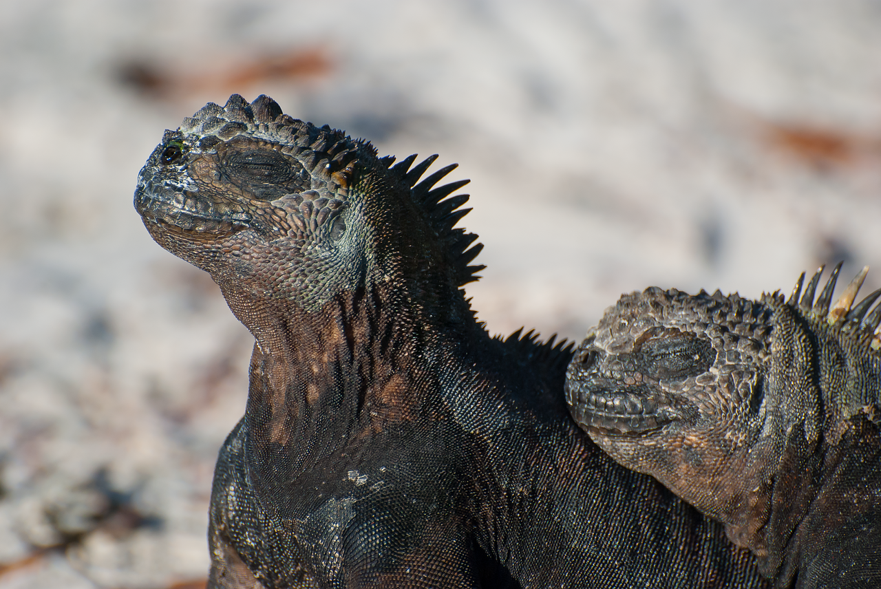 marine iguana iguana koppeltje free photo