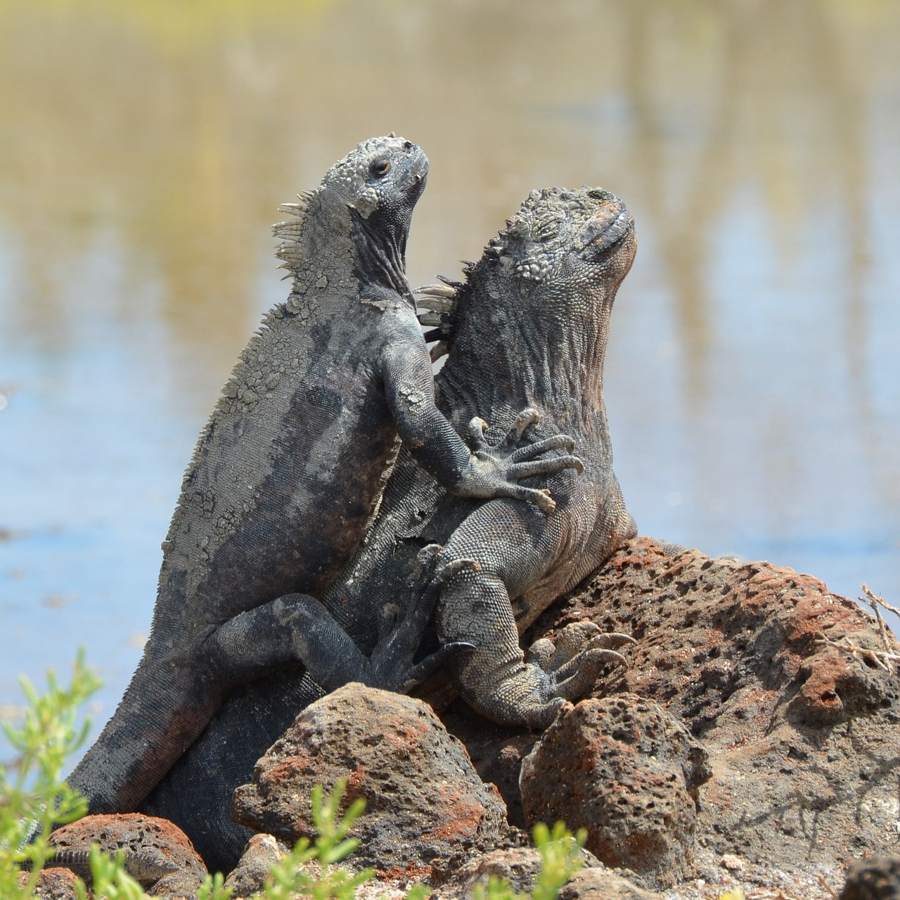 marine iguana galapagos islands galapagos free photo