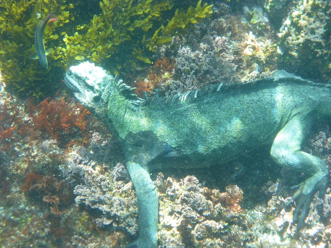 marine iguana galapagos diving free photo