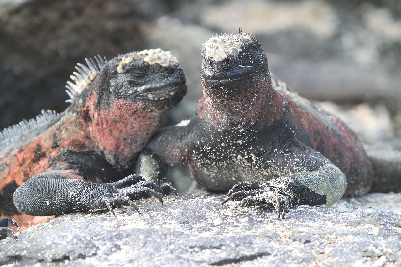 marine iguana lizard galapagos free photo