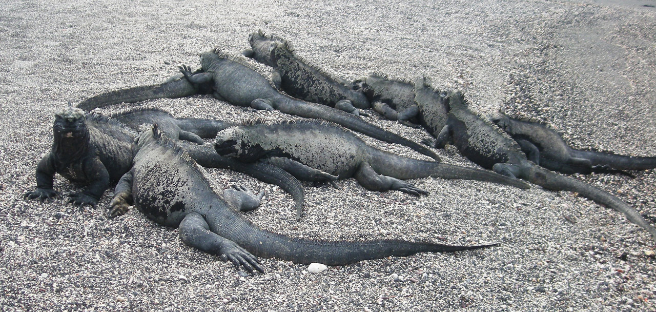 iguana marine galapagos free photo