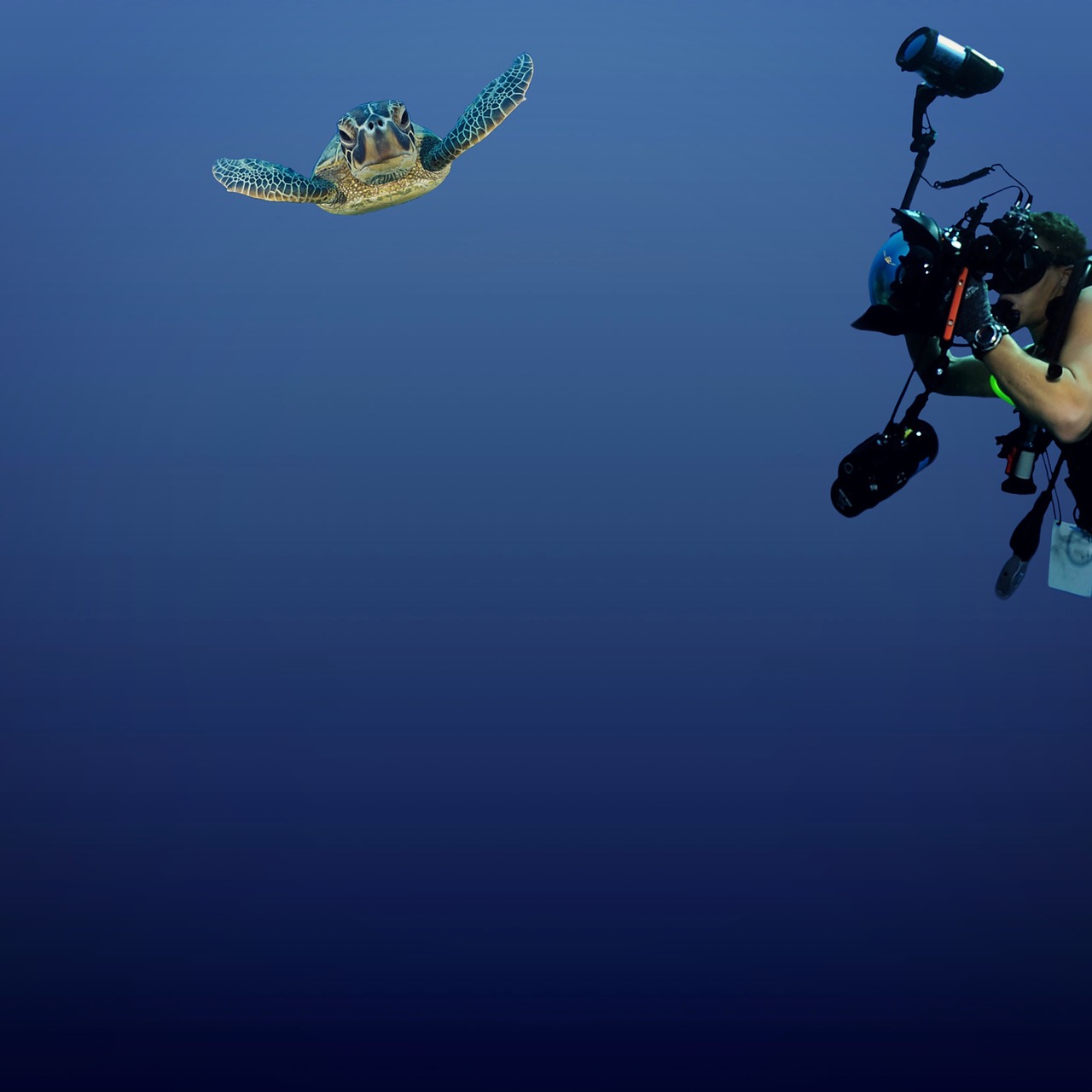 marine life turtle underwater free photo
