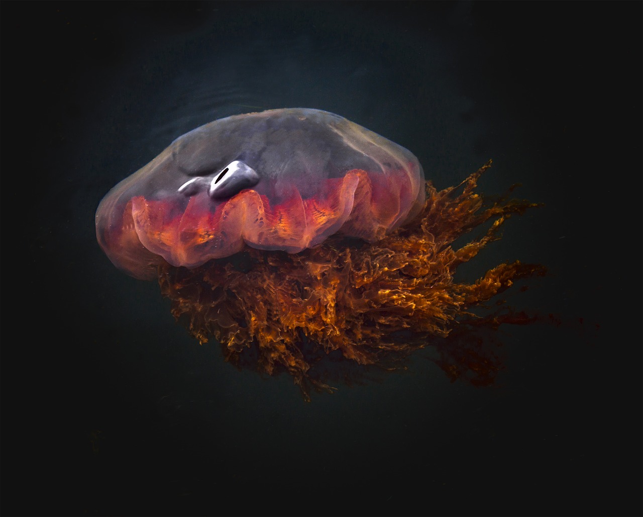 marine life jellyfish underwater free photo