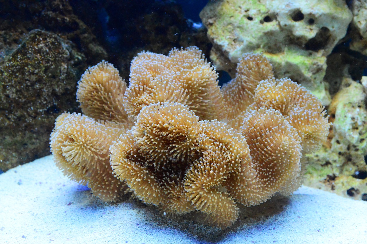 marine tank toadstool coral free photo