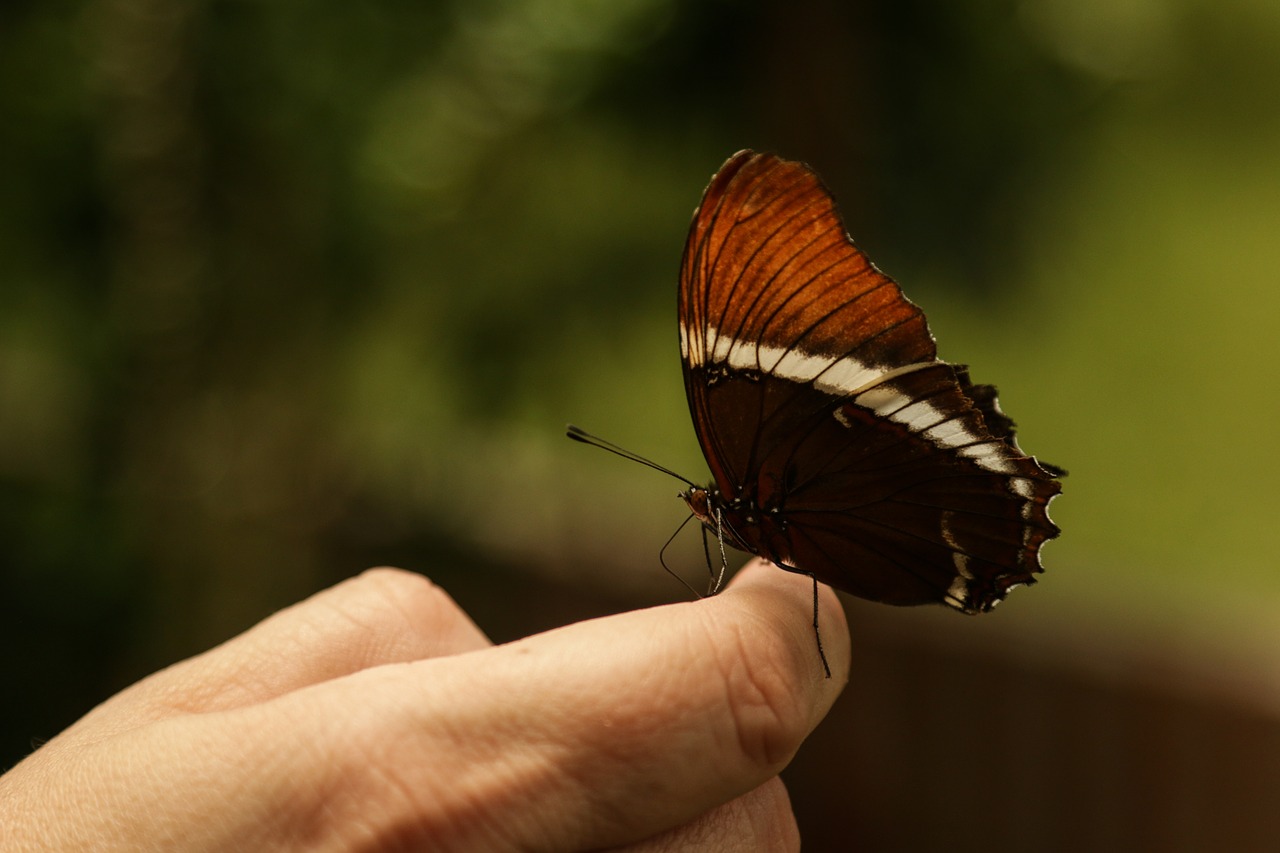 mariposa insecto naturaleza free photo