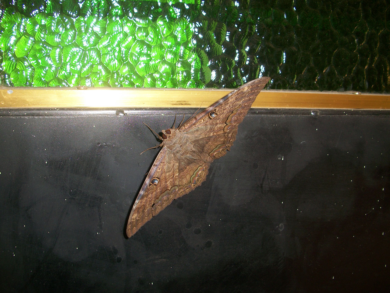 moth insect night free photo