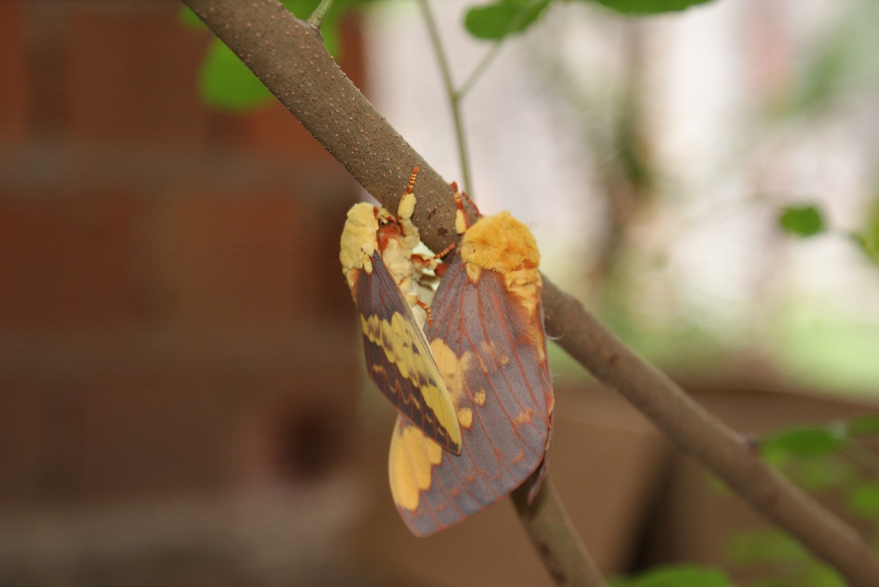 mariposa  mating  casal free photo