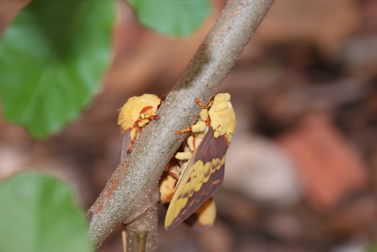 mariposa  mating  casal free photo