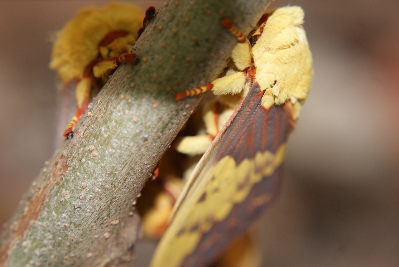 mariposa  mating  casal free photo