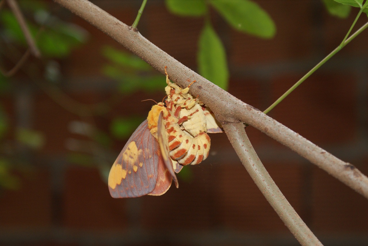 mariposa  mating  casal free photo