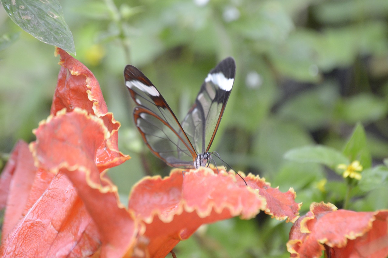 mariposa  nature  butterfly free photo