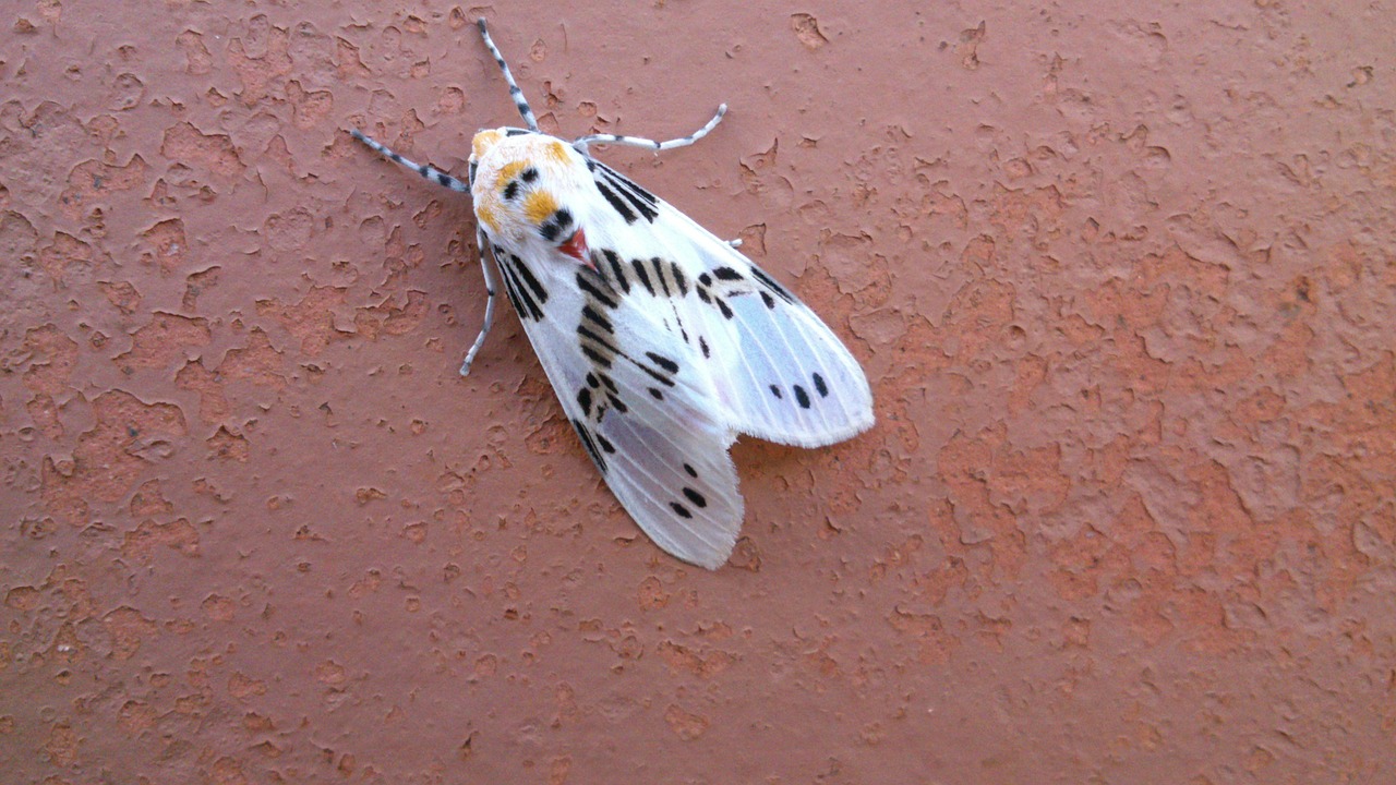 mariposa insects nature free photo